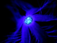 紫外線光で写したカラスウリ.jpg