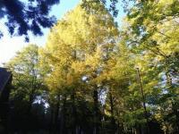 メタセコイア並木黄色い.JPG