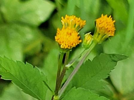 秋の山野草100 (家庭園芸百科 1) | 高橋 勝雄 |本 | 通販 | Amazon
