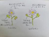 春紫苑と姫女苑３.jpg