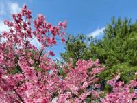 陽光桜２.jpg