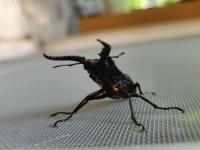 ノコギリクワガタかかったきなさい.jpg