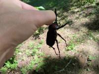 カブト手持ち.jpeg