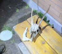 シカ頭.jpg