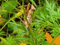 ハラビロカマキリキバナコスモスで獲物を狙う.jpg