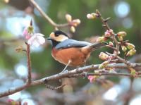 ヤマガラと河津桜.jpg