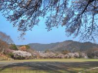 サクラ全景.jpg