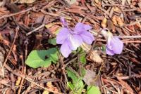 タチツボスミレ.jpg