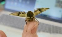 ウンモンスズメ１.jpg