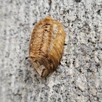 ハラビロカマキリ幼虫.jpg