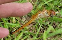 ウスバキトンボ.jpg