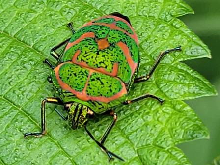 カメムシ大発生25府県注意報‼ - ふれあいブログ