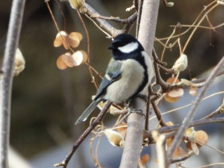 冬の名物、混群をつくる鳥たち - ふれあいブログ