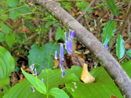 秋の山野草Vol.7 - ふれあいブログ