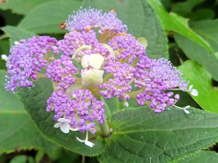 夏の紫陽花（アジサイ） - ふれあいブログ