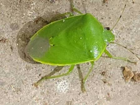 カメムシ大発生25府県注意報‼ - ふれあいブログ