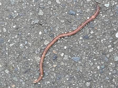 青空を見たかったミミズ - ふれあいブログ