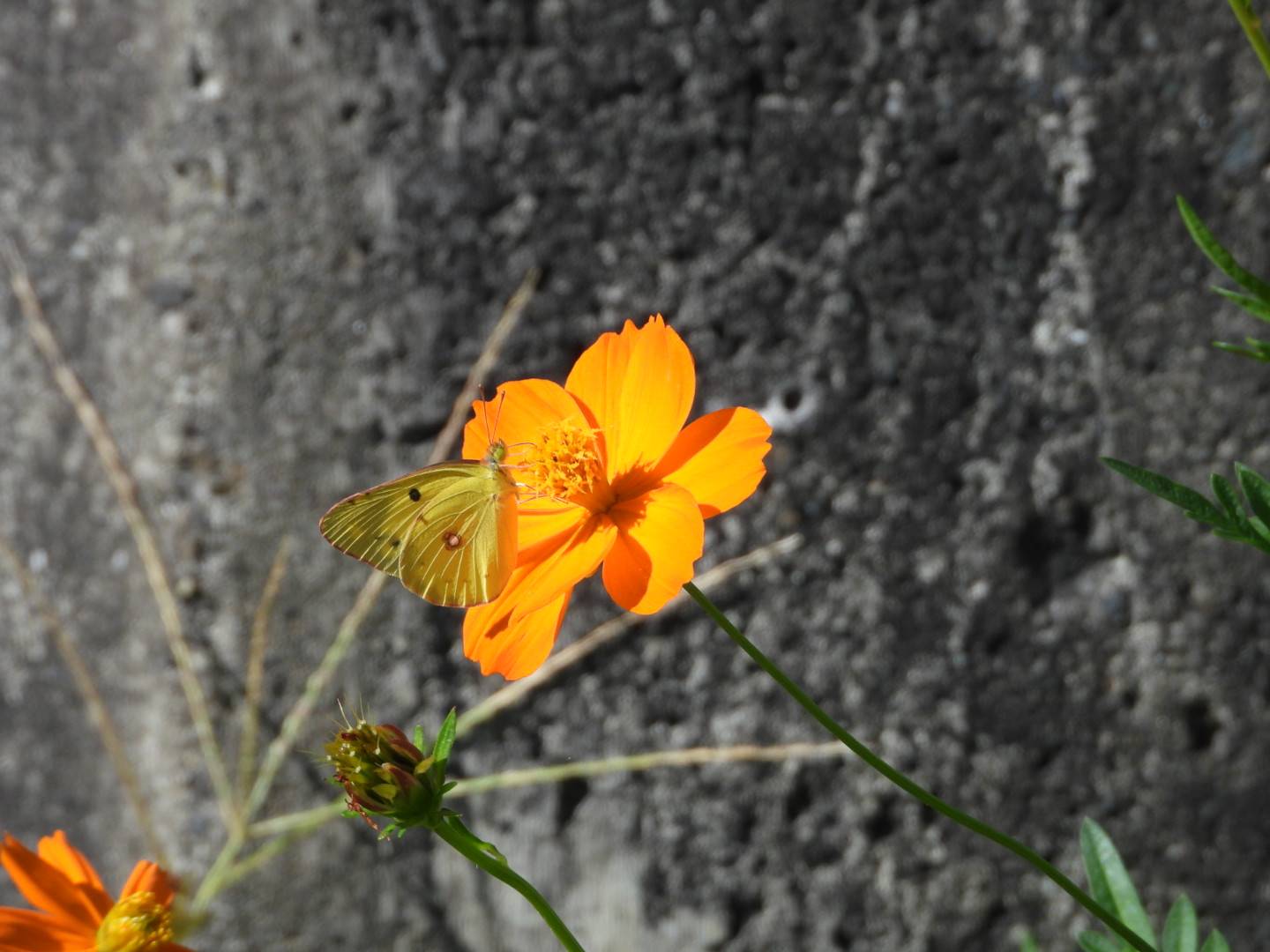 キバナコスモスに集まる蝶たち - ふれあいブログ